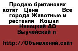 Продаю британских котят › Цена ­ 30 000 - Все города Животные и растения » Кошки   . Ненецкий АО,Выучейский п.